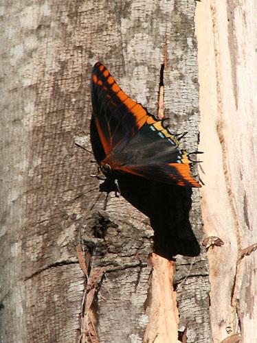 Charaxes jasius