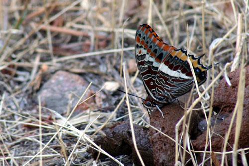 Charaxes jasius