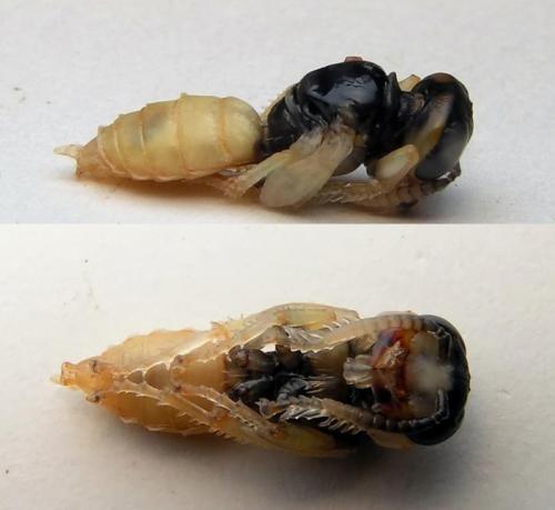 Réf. 4 757 : Philanthus triangulum