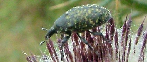 Larinus turbinatus