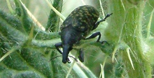 Larinus turbinatus