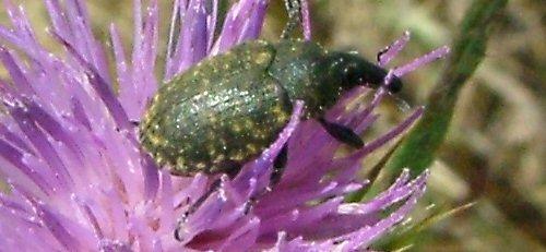 Larinus turbinatus