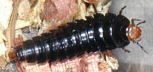Réf. 4 006 : Dendroxena quadrimaculata