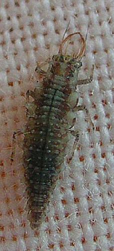 Chrysopa sp.