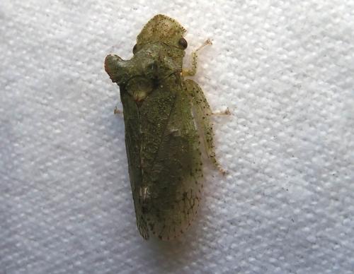 Ledra aurita