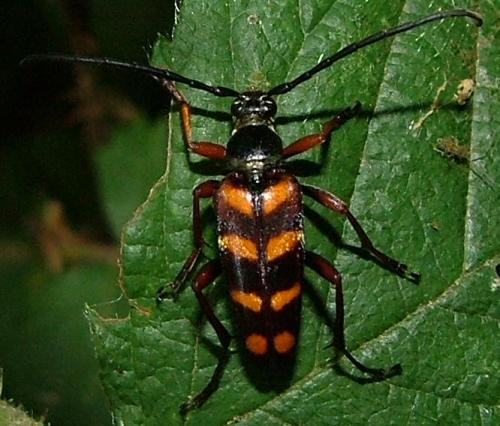 Leptura aurulenta