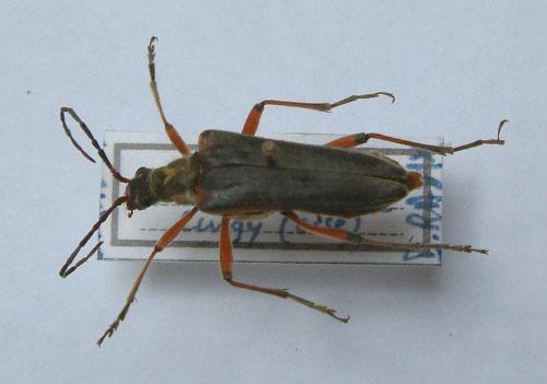 Réf. 4 175 : Stenocorus meridianus