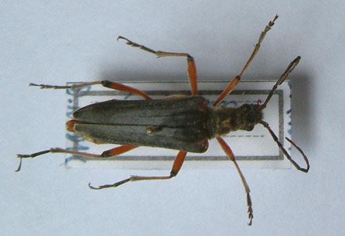 Stenocorus meridianus