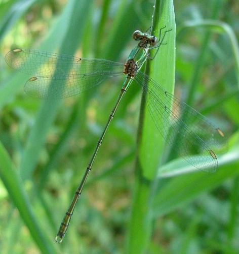 Réf. 4 399 : Chalcolestes viridis