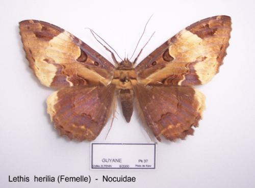 Letis herilia