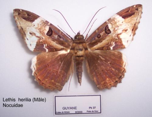 Letis herilia