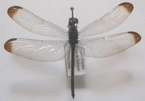 Uracis imbuta