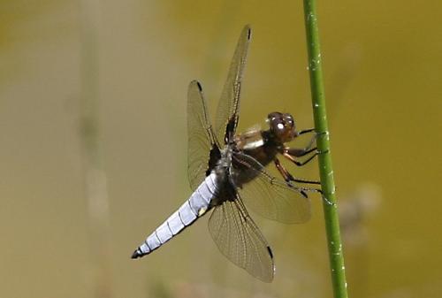 Libellula depressa