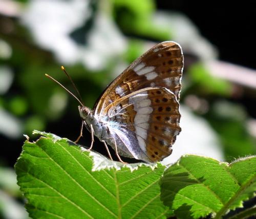 Réf. 4 292 : Limenitis camilla