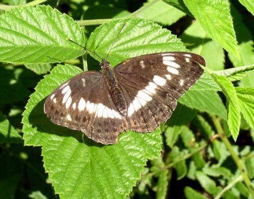 Réf. 4 293 : Limenitis camilla