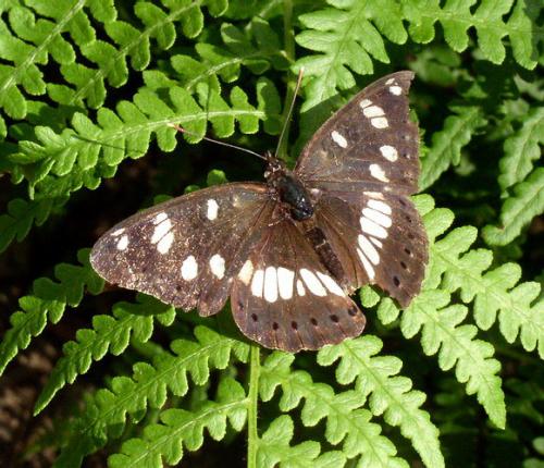 Limenitis reducta