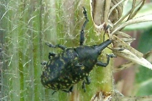 Larinus turbinatus