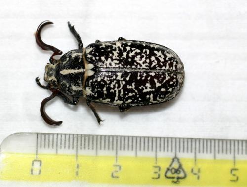 Réf. 4 453 : Polyphylla fullo