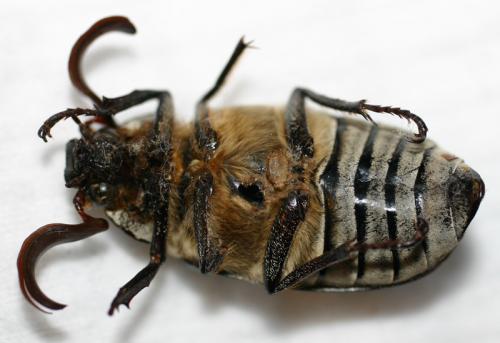Polyphylla fullo