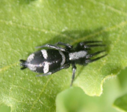Aphantaulax sp.