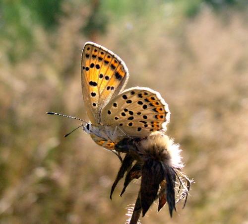Réf. 4 297 : Lycaena tityrus