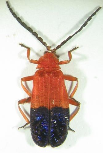 Réf. 4 442 : Thonalmus dominicensis
