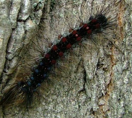 Lymantria dispar