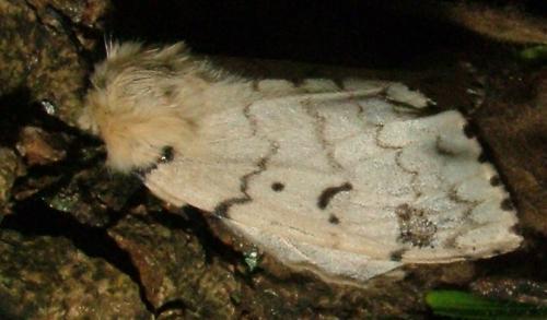 Lymantria dispar