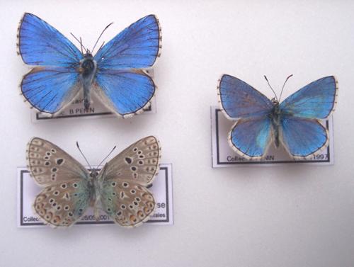 Polyommatus sp.