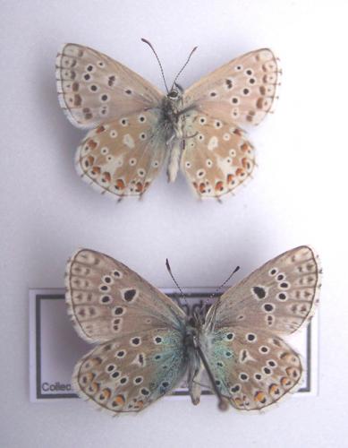Polyommatus sp.