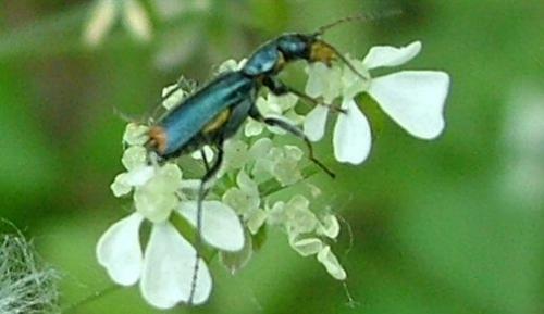 Clanoptilus sp.
