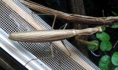 Mantis religiosa