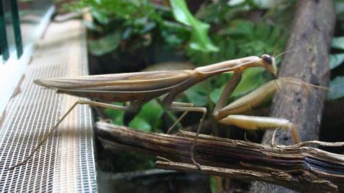 Mantis religiosa