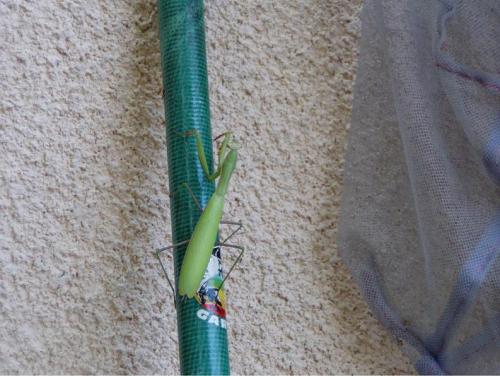Mantis religiosa