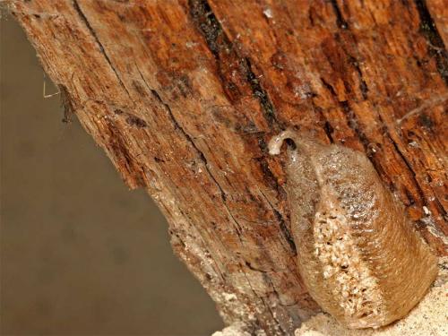 Réf. 4 740 : Mantis religiosa