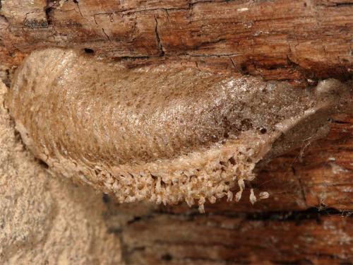 Réf. 4 741 : Mantis religiosa