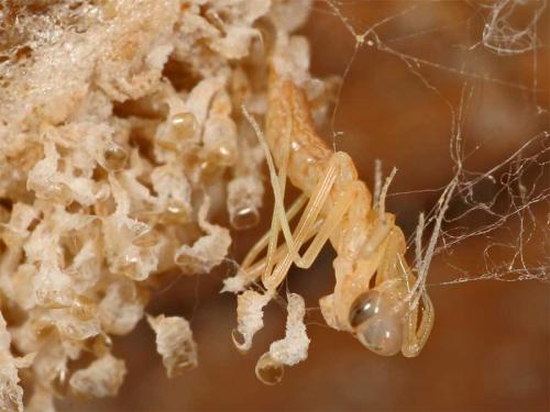 Mantis religiosa