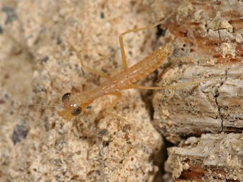 Réf. 4 745 : Mantis religiosa