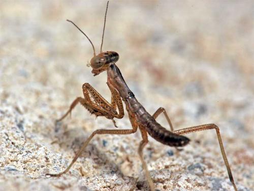 Réf. 4 746 : Mantis religiosa