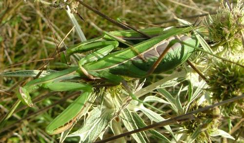 Mantis religiosa