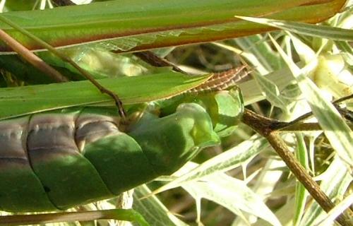 Mantis religiosa