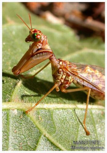 Réf. 4 180 : Mantispa styriaca