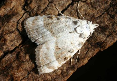 Réf. 4 994 : Meganola albula