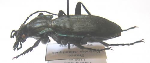 Carabus violaceus purpurascens