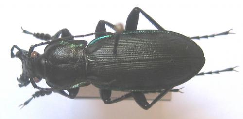 Carabus violaceus purpurascens