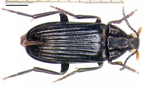 Réf. 4 130 : Melandrya barbata