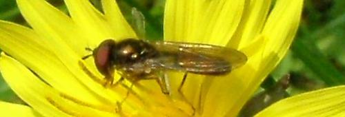 Melanostoma mellinum