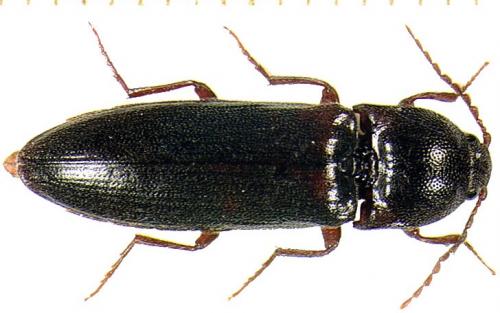 Réf. 4 155 : Melanotus villosus
