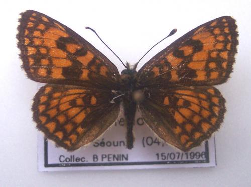 Melitaea sp.