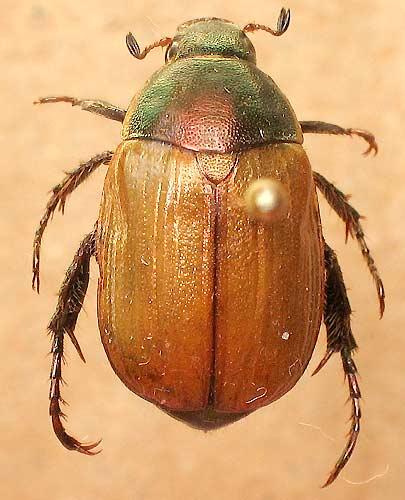 Réf. 4 307 : Anomala dubia